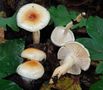 Hygrophorus lindtneri